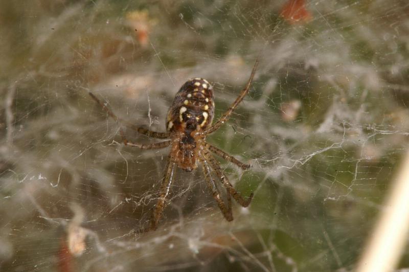 Cyrtophora_ZZXYX_D3545_Z_85_Mt Florence station_Australie.jpg